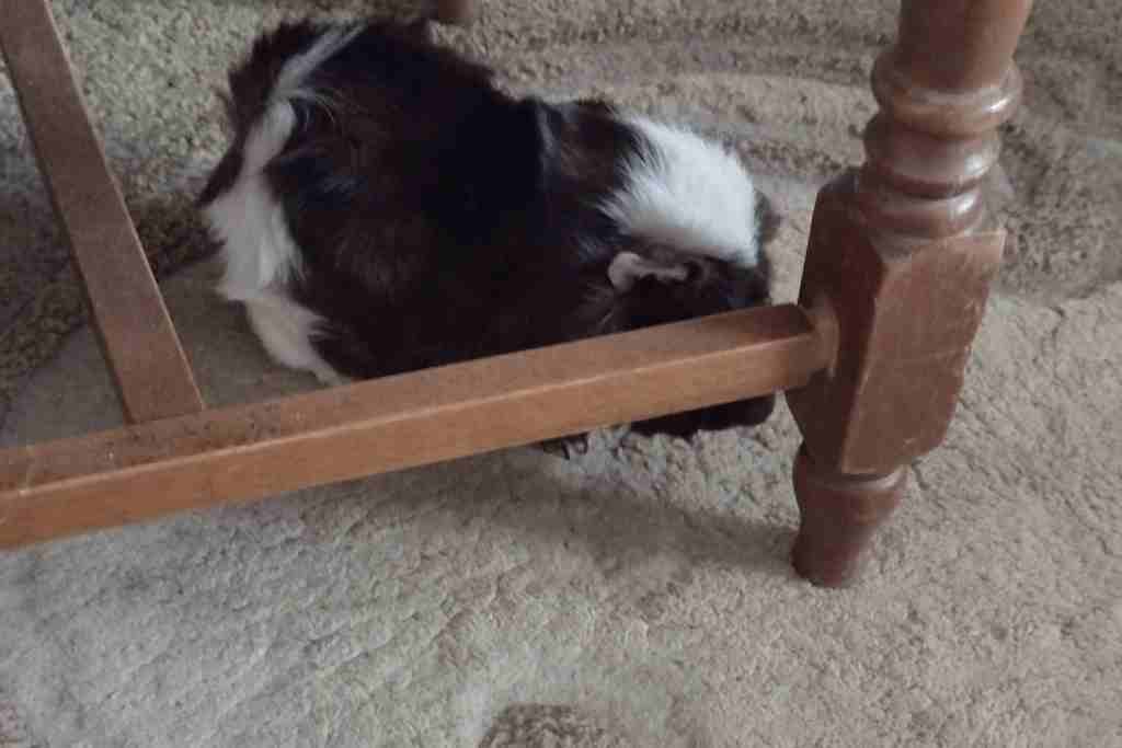 why guinea pigs need playing outside the cage