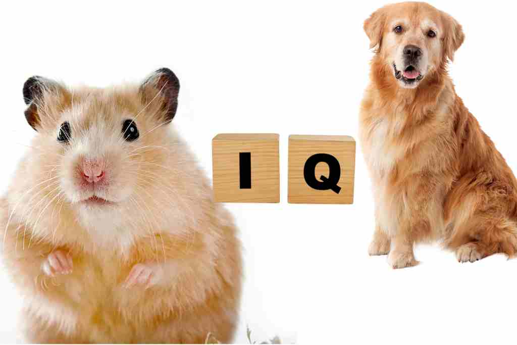 are hamsters smarter than dogs